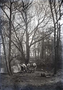 Glass negative of Baker family working in garden at Beaconfield
