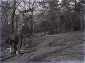 Glass negative of woman gardening at Beaconfield