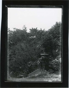 Print from glass negative, part of garden at Beaconfield.