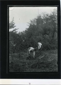 Print from glass negative, gardening at Beaconfield.