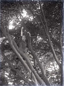 Glass negative of young woman hanging by hands from tree branches