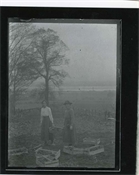 Print from glass negative, dealing with boxes of potatoes in the garden at Beaconfield.