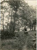 Photograph of rough garden area at Beaconfield.