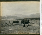 Photographs on page from album showing Castner Kellner and horned cattle