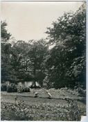 Photograph of garden and pond at Beaconfield.