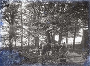 Glass negative of the family working in the garden at Beaconfield