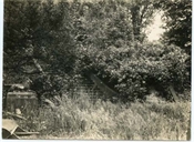 Photograph of steps in overgrown garden at Beaconfield