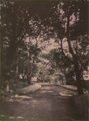 Glass plate, coloured, of countryside lane